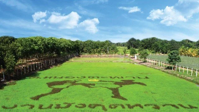 ศิลปะบนนาข้าว ตำบลหนองตะพาน จ.ระยอง