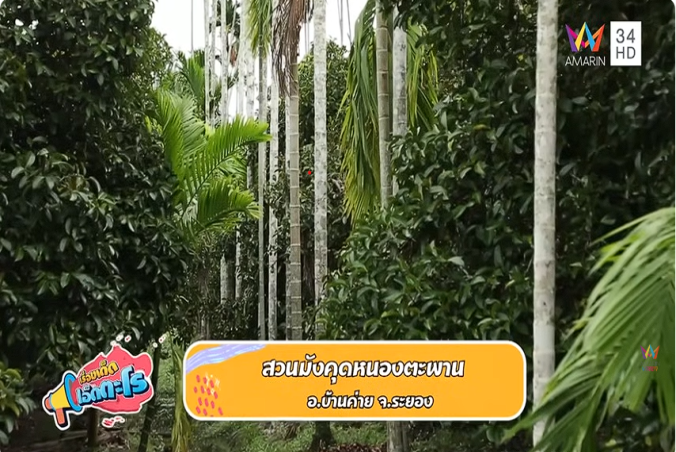สวนมังคุดหนองตะพาน อ.บ้านค่าย จ.ระยอง | เรื่องเด็ดเอ็ดตะโร | 14 ก.ค. 68